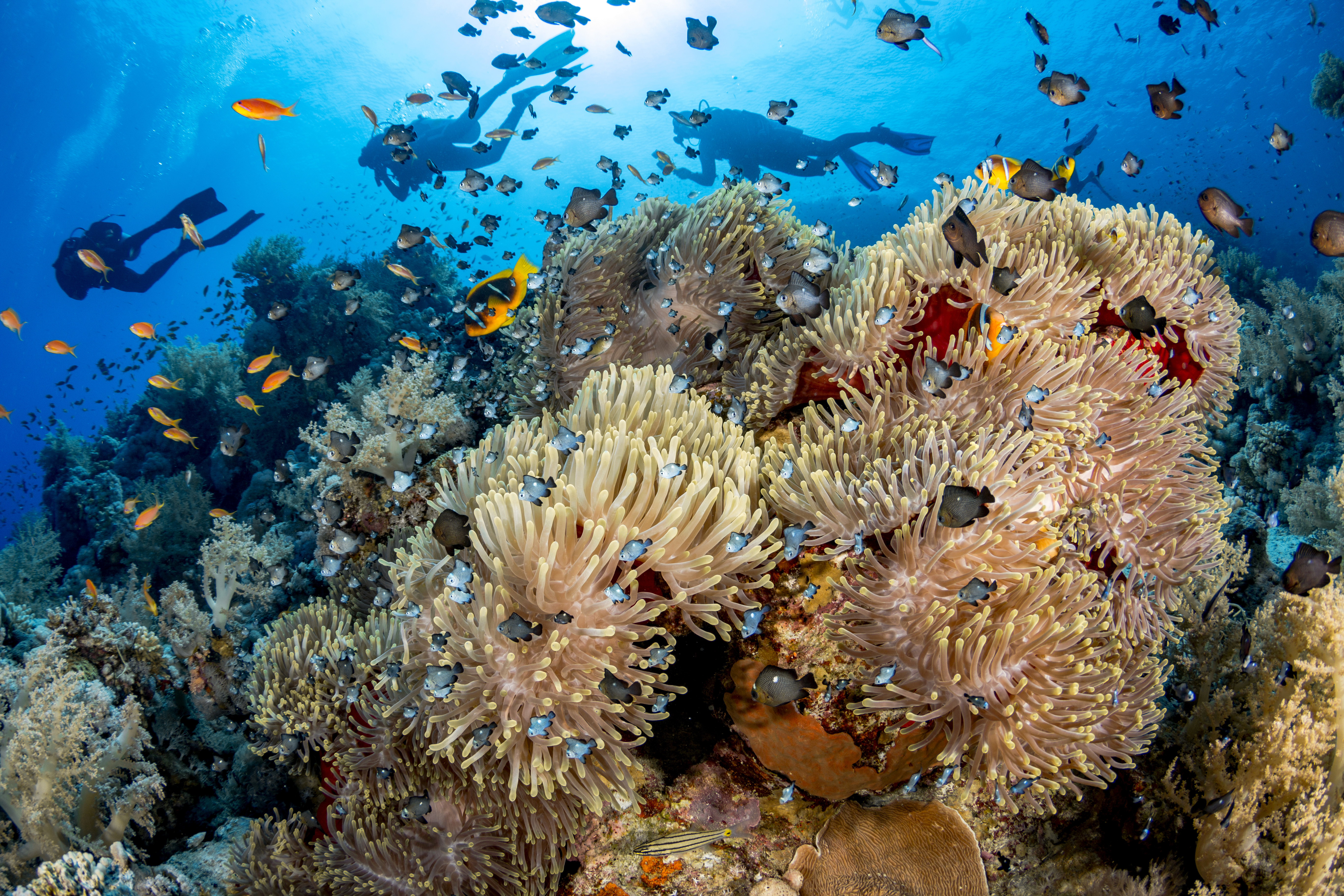 Cidadania: Literacia do Oceano